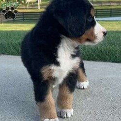 Sage/Bernese Mountain Dog									Puppy/Female	/July 5th, 2024,Hello meet Sage one of our baby Bernese Mountain Dogs. Sage is a very cute and spunky little girl . She was born with her three sisters and one brother. She also loves attention and will follow you around. Sage is 