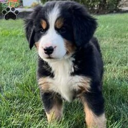 Sage/Bernese Mountain Dog									Puppy/Female	/July 5th, 2024,Hello meet Sage one of our baby Bernese Mountain Dogs. Sage is a very cute and spunky little girl . She was born with her three sisters and one brother. She also loves attention and will follow you around. Sage is 