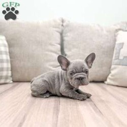 Holly/French Bulldog									Puppy/Female	/8 Weeks,This sweet and adorable AKC Registered French Bulldog is looking for a forever family!