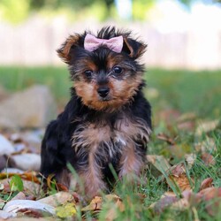 June/Yorkie									Puppy/Female	/11 Weeks,Meet June, a tiny AKC Yorkshire Terrier with a big heart and personality! This little girl is extremely playful and affectionate. With her silky coat and those bright, curious eyes, June is always ready to explore the world by your side. She’s sweet, outgoing, and she loves a good cuddle after a day of adventure. She is a true companion who will melt your heart with her loyalty and spunky spirit. Whether she’s chasing after toys or curling up in your lap, she knows how to bring joy to any ordinary day!