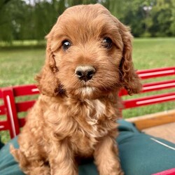 Tiana/Cavapoo									Puppy/Female	/14 Weeks,Meet our sweet Cavapoo puppy, Tiana! Her mom is a red Cavalier, and her dad is a red mini poodle. She is the perfect mix of poodle and cavalier that gives her that curly red coat with white markings. This little gal is vet checked and up to date on shots and wormer, plus comes with a health guarantee provided by the breeder! Tiana is friendly and well socialized and she is currently being family raised with our three children, making her a perfect addition to your family home! If you would like more information, text or call Steve Stoltzfus now!