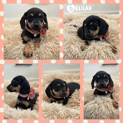 Adopt a dog:Delilah/Chihuahua/Female/Baby,We rescued Delilah with her mom, dad & 4 siblings. Delilah  was just 1 week old. She is spayed, current on vaccines, de-worming, flea, heart-worm control & microchipped. She is great with kids dogs and cats.