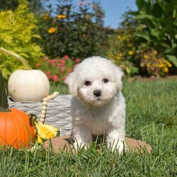 Percy/Bichon Frise									Puppy/Male	/7 Weeks,This is Percy, a sweet spirited Bichon Frise puppy who is eager to meet you! Percy is socialized, family raised with children, and could be the perfect addition to your family! This playful guy has been seen by a vet, is up to date on shots and de-wormer, and can be registered with the AKC. Additionally, the breeder will provide a 30 day health guarantee and an extended genetic health guarantee when Percy heads home. Hear more and schedule a visit by calling Joe Fisher today!