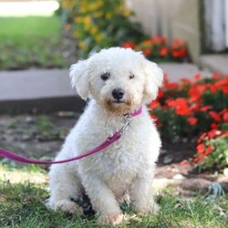 King/Cavachon									Puppy/Male	/9 Weeks,Meet King, the adorable Cavachon puppy who is ready to bring joy and love into your life. With his soft, fluffy coat and those irresistibly sweet eyes, he is a charming little guy who will steal your heart from the moment you meet him. This playful pup is vet checked, up to date on vaccines and wormers, and microchipped, ensuring that he’s healthy and ready to join his forever family.