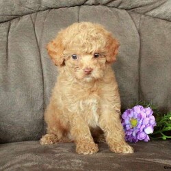 Tabby/Toy Poodle									Puppy/Female	/8 Weeks,Meet Tabby, a sweet Toy Poodle puppy that is socialized. She is vet checked and up to date on shots & wormer plus the breeder provides a 1-year genetic health guarantee for her. And, she can be registered with the ACA. To learn more about this cute and cuddly pooch, call the breeder today!