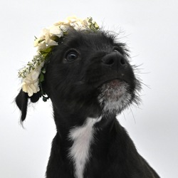 Adopt a dog:Liberty Belle/Schnauzer/Female/Baby,Just look at that sweet scruffy little face.  This sweet 9 week old baby is currently in a foster home with her siblings and Foster Mom, mom and dad. She loves to play with toys and with her siblings. She gives excellent kisses and wonderful snuggles. Please let us know if you would like to know more.

Please apply below if you’re interested in this pet :  

You can find my form 