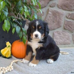 Bandit/Bernese Mountain Dog									Puppy/Male	/6 Weeks,Here comes Bandit! Say hello to this cute & cuddly Bernese Mountain Dog puppy. He is family-raised and socialized, making him an excellent fit for anyone interested in adopting. Also, Bandit will come home vet checked and up to date on shots & wormer, plus the breeder provides a 30-day health guarantee. If you want to arrange a meet & greet with this happy pup who can be registered with the AKC, please call the breeder today!