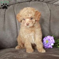 Tabby/Toy Poodle									Puppy/Female	/8 Weeks,Meet Tabby, a sweet Toy Poodle puppy that is socialized. She is vet checked and up to date on shots & wormer plus the breeder provides a 1-year genetic health guarantee for her. And, she can be registered with the ACA. To learn more about this cute and cuddly pooch, call the breeder today!