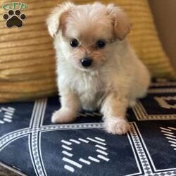 Davy/Pomapoo Puppy/Male /7 Weeks Davy/Pomapoo Puppy/Male /7 Weeks,Davy is a sweet Pomapoo puppy. He is living in our home with children and other family dogs. He is very social and outgoing. Davy is eating dry puppy food and weened from his mother . He has been vet checked , dewormed, and first set of shots! We play with Davy daily multiple times a day. Also, he is going out to grass for potty training . Call to come visit Davy or for any videos!