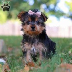 June/Yorkie									Puppy/Female	/11 Weeks,Meet June, a tiny AKC Yorkshire Terrier with a big heart and personality! This little girl is extremely playful and affectionate. With her silky coat and those bright, curious eyes, June is always ready to explore the world by your side. She’s sweet, outgoing, and she loves a good cuddle after a day of adventure. She is a true companion who will melt your heart with her loyalty and spunky spirit. Whether she’s chasing after toys or curling up in your lap, she knows how to bring joy to any ordinary day!