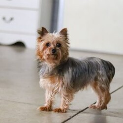June/Yorkie									Puppy/Female	/11 Weeks,Meet June, a tiny AKC Yorkshire Terrier with a big heart and personality! This little girl is extremely playful and affectionate. With her silky coat and those bright, curious eyes, June is always ready to explore the world by your side. She’s sweet, outgoing, and she loves a good cuddle after a day of adventure. She is a true companion who will melt your heart with her loyalty and spunky spirit. Whether she’s chasing after toys or curling up in your lap, she knows how to bring joy to any ordinary day!