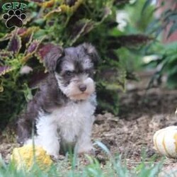 Fran/Miniature Schnauzer									Puppy/Female	/August 2nd, 2024,This is Fran, a wiggly and playful Miniature Schnauzer puppy! She is a sweet little girl who will be your adoring sidekick! Fran is socialized, family raised with children, and ready to make your acquaintance. Vet checked and up to date on shots and de-wormer, this cutie comes home with a health guarantee provided by the breeder. Fran can also be registered with the AKC. Learn more and schedule an appointment to meet Fran by calling Reuben Stoltzfus today!