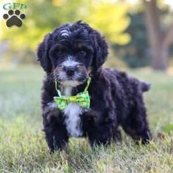 Jude/Bernedoodle									Puppy/Male	/7 Weeks,Meet Jude, the epitome of cuteness in Bernedoodle form! With a soft cuddly coat, his expressive eyes brimming with curiosity, he twinkles with excitement. This darling puppy antic add to his irresistible charm as he prances around with a playful bounce that melts hearts, his button nose twitches with excitement leading him on adventures to discover the wonders of the world around him.  