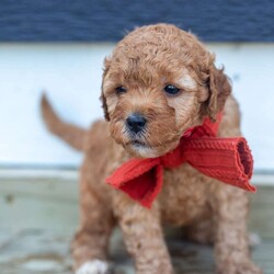 Ralph/Mini Goldendoodle									Puppy/Male	/August 6th, 2024,Oh sweet little Ralph, what a fluffy little cutie pie. He is the runt of the litter and gets extra snuggles. Ralph is so playful and fun! He is raised in our home with our 4 young children. He is given lots of love and socialization everyday. He is an F2b mini goldendoodle and should be about 15-20lbs full grown. The pups are in our home NEVER kept outside or in a barn! 