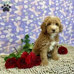 Polly/Miniature Poodle									Puppy/Female	/July 19th, 2024,Meet Polly a cute, little girl,  she is ACA Reg. Microchipped , Vet checked and shots are up to date.   Call us to make her your little buddy  Lavern Reiff License #3221