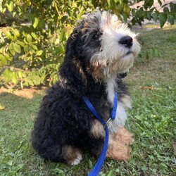 Adopt a dog:Lapsang/Bernedoodle/Male/Baby,hi Lapsang!

This good boy is a 3-month-old bernadoodle. He and his siblings came to us when the Lancaster breeder didn't sell them quickly enough. He is 15 lbs. and we are expecting him to be on the medium/bigger size.

The whole group is wonderful! They are friendly, happy and sweet. They love all people and have already mastered the sad puppy eyes when they are trying to get away with puppy mischief or if you give them a bath. They will be wonderful additions to any homes.

He will need to meet any resident dogs.

At this age, puppy classes will be very important so he could grow into the best dog possible.

He will come neutered, vaccinated, dewormed, microchipped and 4dx tested. 

**If you are serious about adoption, please fill out the adoption application on our website www.phoenixanimalrescue.com His adoption fee is $550**

Phoenix Animal Rescue
Chester Springs, PA
Kennel License #5152