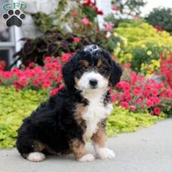 Archie/Mini Bernedoodle									Puppy/Male	/July 11th, 2024,Come and meet Archie! This charming Miniature Bernedoodle puppy is completely lovable! He will win you over with his fun personality and sweet disposition. Archie is friendly and socialized, so he is ready to get to know his forever family. Vet checked and up to date on shots and de-wormer, this wonderful puppy comes home with a health guarantee provided by the breeder. Are you interested in hearing more and scheduling a visit to meet Archie? Call Levi Stoltzfus today!