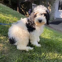 Adopt a dog:Kambucha/Bernedoodle/Female/Baby,hi Kambucha!

This sweet girl is a 3-month-old bernadoodle. She and her siblings came to us when the Lancaster breeder didn't sell them quickly enough. She is 15 lbs. and we are expecting her to be on the medium/bigger size.

The whole group is wonderful! They are friendly, happy and sweet. They love all people and have already mastered the sad puppy eyes when they are trying to get away with puppy mischief or if you give them a bath. They will be wonderful additions to any homes.

She will need to meet any resident dogs.

At this age, puppy classes will be very important so she could grow into the best dog possible.

She come spayed, vaccinated, dewormed, microchipped and 4dx tested. 

**If you are serious about adoption, please fill out the adoption application on our website www.phoenixanimalrescue.com Her adoption fee is $550**

Phoenix Animal Rescue
Chester Springs, PA
Kennel License #5152