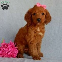 Sunny (medium)/Goldendoodle									Puppy/Female	/7 Weeks,Prepare to fall in love !!! My name is Sunny and I’m the sweetest little F1b medium sized goldendoodle looking for my furever home! One look into my warm, loving eyes and at my silky soft coat and I’ll be sure to have wiggled my way into your heart already! I’m very happy, playful and very kid friendly and I would love to fill your home with all my puppy love!! I am full of personality, and I give amazing puppy kisses! I stand out way above the rest with my beautiful fluffy red coat! I will come to you vet checked, microchipped and up to date on all vaccinations and dewormings . I come with a 1-year guarantee with the option of extending it to a 3-year guarantee and shipping is available and we also include 30 days of pet insurance! My mother is Lulu, our 47# goldendoodle with a heart of gold and my father is Benji, our handsome 30#AKC red moyen poodle! Both of my parents are very sweet and kid friendly which will make me the same and they are available to meet!! I will grow to approx 35-40# and I will be hypoallergenic and nonshedding! Why wait when you know I’m the one for you? Call or text Martha to make me the newest addition to your family and get ready to spend a lifetime of tail wagging fun with me! (7% sales tax on in home pickups)