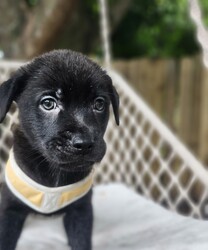 Adopt a dog:Max/Mixed Breed/Male/Baby,Meet Max: The Sweetest Puppy!

Max is a delightful black mixed breed puppy who has captured everyone's hearts with his gentle and loving nature. This little guy is the epitome of sweetness and is always ready to shower you with affection.

Max is incredibly well-behaved and gets along wonderfully with other dogs, children, and all people. His playful spirit and boundless energy make him a joy to be around. Whether he's chasing after a ball, splashing in water, or simply cuddling up for a nap, Max brings happiness wherever he goes.

Despite his playful side, Max also knows how to relax and enjoy quiet moments. He loves to snuggle and will happily curl up next to you for some quality cuddle time. His calm demeanor and loving personality make him the perfect companion for any family.

Max is looking for a forever home where he can continue to spread joy and love. If you're ready to welcome this sweet, good-natured puppy into your life, Max is ready to meet you!

Are you ready to give Max the loving home he deserves? Contact us today to learn more about this wonderful pup!