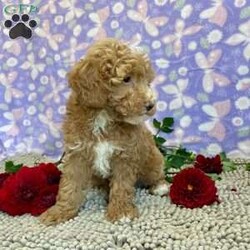 Polly/Miniature Poodle									Puppy/Female	/July 19th, 2024,Meet Polly a cute, little girl,  she is ACA Reg. Microchipped , Vet checked and shots are up to date.   Call us to make her your little buddy  Lavern Reiff License #3221