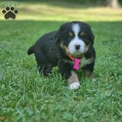 Gwen/Bernese Mountain Dog									Puppy/Female	/August 14th, 2024,The leader of the pack with a gentle and affectionate nature. Gwen loves to snuggle and is always the first to greet you with a wagging tail. Her sweet eyes and playful antics make her a perfect family companion.