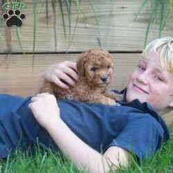 Ralph/Mini Goldendoodle									Puppy/Male	/August 6th, 2024,Oh sweet little Ralph, what a fluffy little cutie pie. He is the runt of the litter and gets extra snuggles. Ralph is so playful and fun! He is raised in our home with our 4 young children. He is given lots of love and socialization everyday. He is an F2b mini goldendoodle and should be about 15-20lbs full grown. The pups are in our home NEVER kept outside or in a barn! 