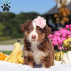 Sally/Miniature Australian Shepherd									Puppy/Female	/7 Weeks,Meet Sally, an adorable and lively AKC Australian Shepherd with a striking coat and bright, intelligent eyes. Her beauty is matched by her confident and cheerful personality, making her truly one-of-a-kind. Her friendly, outgoing nature lights up any room, and her enthusiasm is contagious. She’s growing up surrounded by love and receiving lots of attention, ensuring she’ll adapt smoothly to her new home. Her Mama, Candy is a sweet 18 lb Aussie with a heart of gold, while her dad, Dallas, is a 30 lb adventurous and intelligent Aussie. Sally comes to her new family with a completed vet exam, up-to-date on vaccines and deworming, microchipped, and backed by a one-year genetic health guarantee. AKC registration paperwork is also included. For more information or to schedule a visit, please call us anytime Monday through Saturday. -Wes & Karen Miller