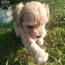 Honey/Havapoo									Puppy/Female	/6 Weeks,Hi there, I’m Honey! My name says it all, I’m sweet! I love nothing more to play outside on the lawn with my twin sister, and give kisses to my “people parents “. I am a havapoo pup, and I have my health check and vaccines all scheduled so that when the day arrives that I’m old enough to leave, I will have my health papers in hand. I  can’t wait to meet my forever family!!