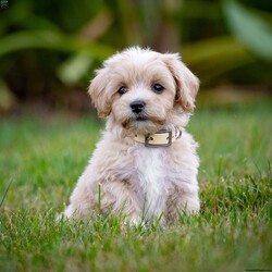 Clyde/Maltipoo									Puppy/Male	/July 17th, 2024,Clyde is a delightful male Maltipoo puppy with a tan and white coat, looking for his forever home! As a mix between a Maltese and a Toy Poodle, Clyde combines the best of both breeds – a charming personality, known for being affectionate, intelligent, and playful, along with a non-shedding, hypoallergenic coat. Maltipoos are excellent companions, making them perfect for families, singles, or seniors alike.