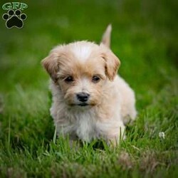 Clyde/Maltipoo									Puppy/Male	/July 17th, 2024,Clyde is a delightful male Maltipoo puppy with a tan and white coat, looking for his forever home! As a mix between a Maltese and a Toy Poodle, Clyde combines the best of both breeds – a charming personality, known for being affectionate, intelligent, and playful, along with a non-shedding, hypoallergenic coat. Maltipoos are excellent companions, making them perfect for families, singles, or seniors alike.