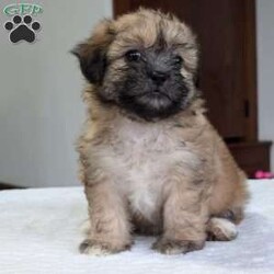 Kayla/Teddy Bear									Puppy/Female	/9 Weeks,Hello everyone! Meet our precious little gal, Miss kayla. She is a beautiful teddy bear puppy with a beautiful coat of soft wavy hair! Her mom is a Bichon and dad is a Shihtzu. Kayla will be between 10 and 15lbs fully grown. And she has very minimal shedding. She has a very sweet temperament, is playful and does super well around kids! She is very cuddly and loves giving kisses as well! She will be available to her new home on Oct 10th. She is a very happy and healthy little one!