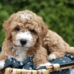 Courdoroy/Mini Goldendoodle									Puppy/Male	/7 Weeks,Looking for a new cuddly companion?Our Mini Goldendoodle Babys ate the perfect choice!These sweet lil pups are full of Love and ready to bring Joy to your life.Don’t wait,come meet the today!