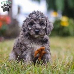 Caspian/Mini Goldendoodle									Puppy/Male	/7 Weeks,Meet Caspian, a delightful Mini Goldendoodle brimming with joy and affection! With his lively energy and curiosity, he is always ready for a new adventure, ensuring every day is filled with fun. His smart, gentle demeanor allows him to bond easily with those around him, making him the perfect companion. Whether he’s chasing a ball or cuddling up for quiet moments, his playful yet affectionate nature makes him an ideal fit for a loving home.