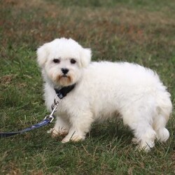 Lila/Maltipoo									Puppy/Female	/8 Weeks,Lila is the sweetest little Maltipoo around! With her expressive face and twinkling puppy eyes, she’s already got everyone wrapped around her little paw. Her soft, silky coat and playful personality make her irresistible. This little girl is known for being highly trainable, focused, and perfect for family life. If you’re looking for a pup who can keep up with an active, kid-filled home, Lila is your perfect match. We make sure our pups are well-socialized from birth, so they join their new homes confident and adaptable, with a mellow, even-tempered nature.