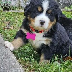 Gwen/Bernese Mountain Dog									Puppy/Female	/August 14th, 2024,The leader of the pack with a gentle and affectionate nature. Gwen loves to snuggle and is always the first to greet you with a wagging tail. Her sweet eyes and playful antics make her a perfect family companion.