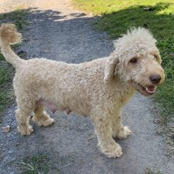 Alice/Mini Goldendoodle									Puppy/Female	/14 Weeks,Meet the incredible Alice, a sweet natured mini goldendoodle ready to win your heart! This pup is great with children, playful and up to date on all shots and wormer. Basic training is introduced. Alice is ready to find her forever home. Call Christian and Ella Susan to meet this sweet girl!