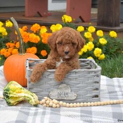 Harley/Miniature Poodle									Puppy/Male	/8 Weeks,0Meet Harley, an adorable Miniature Poodle puppy! This family raised gal is socialized with children and ready for her forever home. She is vet checked and up to date on vaccinations & dewormer plus the breeder provides a 1-year genetic health guarantee for her. And, Harley can be registered with the AKC.To learn more about this sweet pooch, call the breeder today!