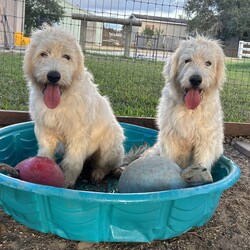 Adopt a dog:Carleigh/Poodle/Female/Young,This beautiful girl is nearly 6 months old and currently weighs about 45 pounds- and we think she will be around 60-70lbs when she is an adult.

Her mom is a Standard Poodle  and her dad a Great Pyrenees. She and her sister  were originally purchased to guard the chickens, but they were more interested in chasing them than guarding them, so the owner decided to hand them over to Rescue.

They are almost identical twins, Carleigh and Harleigh.  They have the same sweet temperament though we would say that Carleigh is a bit more outgoing.  They both have very calm, affectionate demeanors and behaved perfectly while they were bathed.

They had a HUGE time running and playing in the mud puddles the day after their bath, and did really well with the new dogs they met!

These girls are gems! We have not  tested them with cats. They are fine with kids and other dogs and are working on leash training and basic commands
Photos don't do justice to their soft beautiful curly bright white coats!!  Stunning and sweet as they can be!!

We would love to find her a family who this pretty girl could hang out with and go on adventures with. Carleigh's perfect home would have other dog(s) who she could play with and a fenced yard. She would be a great dog for someone who works from home - she would love chilling with you in your office and just being by your side.

She has been dewormed, will be microchipped and is up to date on her vaccinations. She must be spayed when she is between 6-12 months - you can have that done at one of our Houston vets at no additional cost or if done by your vet, we will give you a rebate of $100.

She's being fostered in Fulshear TX but we can have her brought to NY on rescue transport which brings dogs up once a month.

Her adoption fee is $495 plus $30 for a health certificate and $220 for transport.

Once your application is approved, we can arrange a FaceTime session for you to meet her.

Please complete the application on this link:
https://forms.gle/iCDkiVT5FwJYhezn8

Or email ular.sandra@gmail.com for a link to the application.