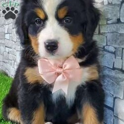 CARMA/Bernese Mountain Dog									Puppy/Female	/6 Weeks,LOOK AT ME! A happy healthy friendly fluffy playful puppy. Raised in the rolling hills of holmes County. Where we play outside everyday. Come meet me or I can be transported to your front door for a small additional fee.text or call for more info. 