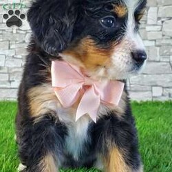 GIGI/Bernese Mountain Dog									Puppy/Female	/6 Weeks,LOOK AT ME.A happy healthy fluffy friendly playfully  little puppy. Born in the rolling hills of  holmes  country where we  play outside everyday. Come meet me or I can be transported to your front door for a small additional fee.text or call for more info. 