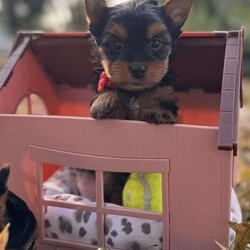 Manly/Yorkie									Puppy/Male	/8 Weeks,This little adorable puppy is just precious!  He is a small one and will just warm your heart! He s raised in home with both parents and is handled and loved on daily.  Temperament of parents are both amazing!  Raised with the best of care!  Pee pad training started but can also be trained to go outside or both! He comes with first shots, vet health certificate, dewormed, dew claws removed, ACA papers.  He carries parti, chocolate and traditional.  You will not be disappointed.  We offer delivery depending on the location for a minimal fee.  He also comes with a crate, toy, blanket, bag of food and some other goodies.  He is a gorgeous handsome guy!