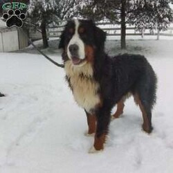 GIGI/Bernese Mountain Dog									Puppy/Female	/6 Weeks,LOOK AT ME.A happy healthy fluffy friendly playfully  little puppy. Born in the rolling hills of  holmes  country where we  play outside everyday. Come meet me or I can be transported to your front door for a small additional fee.text or call for more info. 