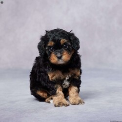 Ben/Cavapoo									Puppy/Male	/6 Weeks,Meet Ben, an adorable F1 Cavapoo puppy who’s ready to fill your life with joy! Ben has been raised in a loving environment, making him well-socialized and ready to be your perfect companion. He’s been vet-checked and is up-to-date on all his vaccines and dewormer. Plus, he’s microchipped and comes with a health guarantee, so you can be confident about his well-being. Ben’s parents are AKC registered and genetically health tested, ensuring he comes from a healthy lineage. Whether you’re looking for a cuddly friend or a playful partner, Ben is the pup you’ve been searching for. Delivery options are available to make it easy to bring him home. Don’t miss out on the chance to welcome this sweet little guy into your life!