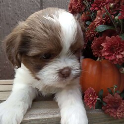 Russell/Havashu									Puppy/Male	/6 Weeks,Meet Russell!  A lively Havasu pup, loves to romp and play, and will settle down for a nice cuddle as well. Will be up to date on vaccines and will be health checked.