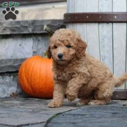 Gale/Mini Goldendoodle									Puppy/Female	/August 20th, 2024,Say hello to Gale, a fluffy and playful Miniature Goldendoodle puppy ready to win your heart! This angelic pup is vet checked, up to date on shots and wormer, plus comes with a health guarantee provided by the breeder. Gale is family raised with children and is well socialized. To find out more about this wiggly pup, please contact Randall today!