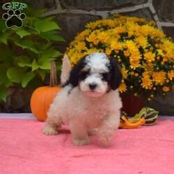 Twinkle/Mini Bernedoodle									Puppy/Female	/August 9th, 2024,Meet Twinkle! This cheerful F1B Mini Bernedoodle puppy is vet checked & up to date on shots & wormer, plus comes with a health guarantee provided by the breeder! Twinkle is socialized & currently being family raised with children! If you would like more information on this cutie, please contact David & Anna Riehl today!