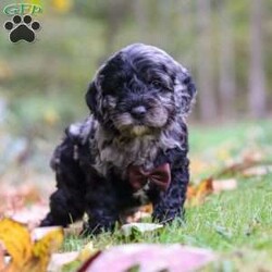 Arthur/Cockapoo									Puppy/Male	/6 Weeks,Meet Arthur, a sweet and playful Cockapoo with a heart full of love! His soft, wavy coat is perfect for snuggles, and his gentle nature makes him an ideal companion for any family. He loves to play, explore, and cuddle up after a fun-filled day. With his cheerful personality and affectionate demeanor, he’ll bring joy to an ordinary day. He is receiving lots of attention and care, ensuring he’s not only well-socialized but also incredibly loving and adaptable. His early experiences will help him develop into a confident and playful pup!