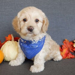 Lenny/Cockapoo									Puppy/Male	/7 Weeks,Prepare to fall in love!!!  My name is Lenny and I’m the sweetest little F1 cockapoo and I would love to come home with you!!!! One look into my warm, loving eyes and at my silky soft coat and I’ll be sure to have captured your heart already! I’m very happy, playful and very kid friendly and I would love to fill your home with all my puppy love!! I am full of personality, and ready for adventures! I stand out way above the rest with my beautiful buff colored coat!!… I will come to you vet checked head to tail, microchipped and I am up to date on all vaccinations and dewormings. I come with a 1-year guarantee with the option of extending it to a 3-year guarantee and shipping is available! My mother is Allie , a 25#chocolate merle cocker spaniel with a heart of gold and my father is Zeke,our 10# playful and kid friendly mini poodle… and he has also been genetically tested clear!  I will grow to approx. 15-18# and I will be hypoallergenic and nonshedding! !!… Why wait when you know I’m the one for you? Call or text Martha to make me the newest addition to your family and get ready to spend a lifetime of tail wagging fun with me! (7% sales tax on in home pickups) 