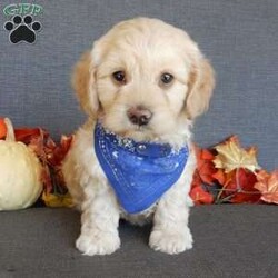 Lenny/Cockapoo									Puppy/Male	/7 Weeks,Prepare to fall in love!!!  My name is Lenny and I’m the sweetest little F1 cockapoo and I would love to come home with you!!!! One look into my warm, loving eyes and at my silky soft coat and I’ll be sure to have captured your heart already! I’m very happy, playful and very kid friendly and I would love to fill your home with all my puppy love!! I am full of personality, and ready for adventures! I stand out way above the rest with my beautiful buff colored coat!!… I will come to you vet checked head to tail, microchipped and I am up to date on all vaccinations and dewormings. I come with a 1-year guarantee with the option of extending it to a 3-year guarantee and shipping is available! My mother is Allie , a 25#chocolate merle cocker spaniel with a heart of gold and my father is Zeke,our 10# playful and kid friendly mini poodle… and he has also been genetically tested clear!  I will grow to approx. 15-18# and I will be hypoallergenic and nonshedding! !!… Why wait when you know I’m the one for you? Call or text Martha to make me the newest addition to your family and get ready to spend a lifetime of tail wagging fun with me! (7% sales tax on in home pickups) 